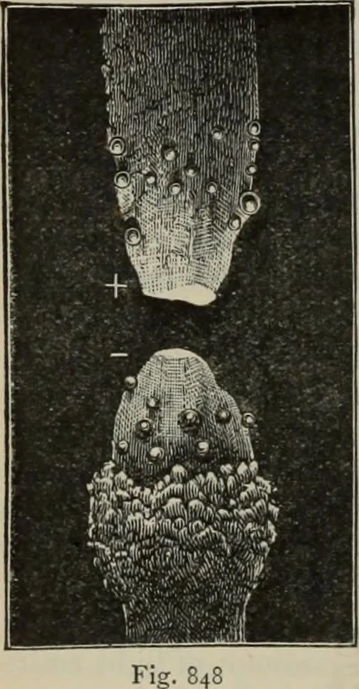 An illustration from Elementary treatise on physics, experimental and applied : for the use of colleges and schools, 1906, leaf 912