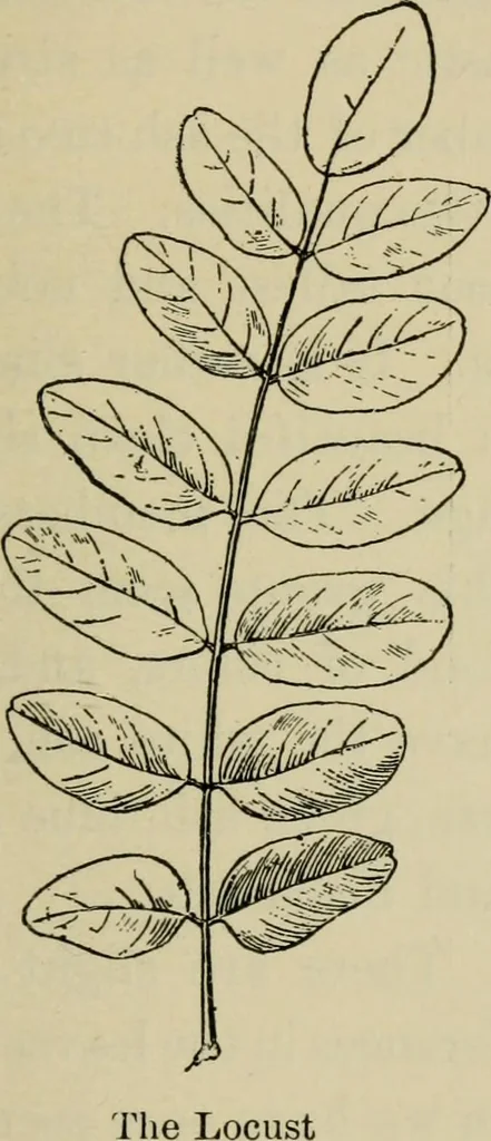 An illustration from Elementary woodworking, 1903, leaf 100