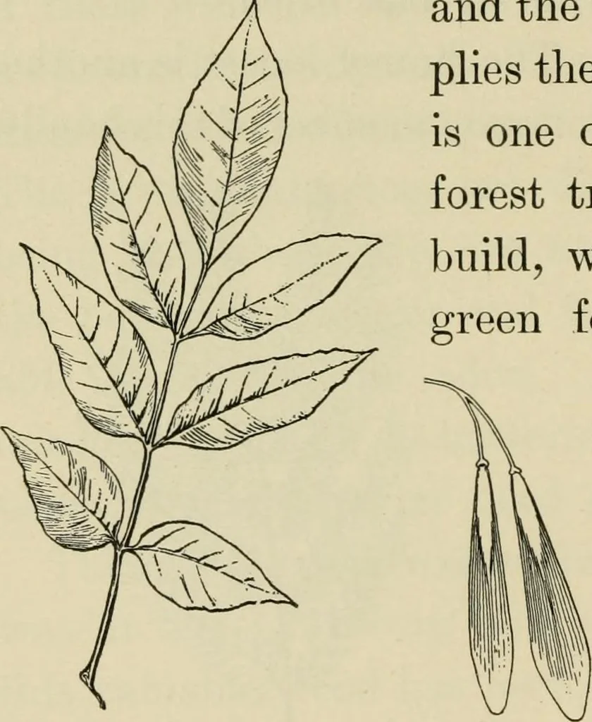 An illustration from Elementary woodworking, 1903, leaf 101