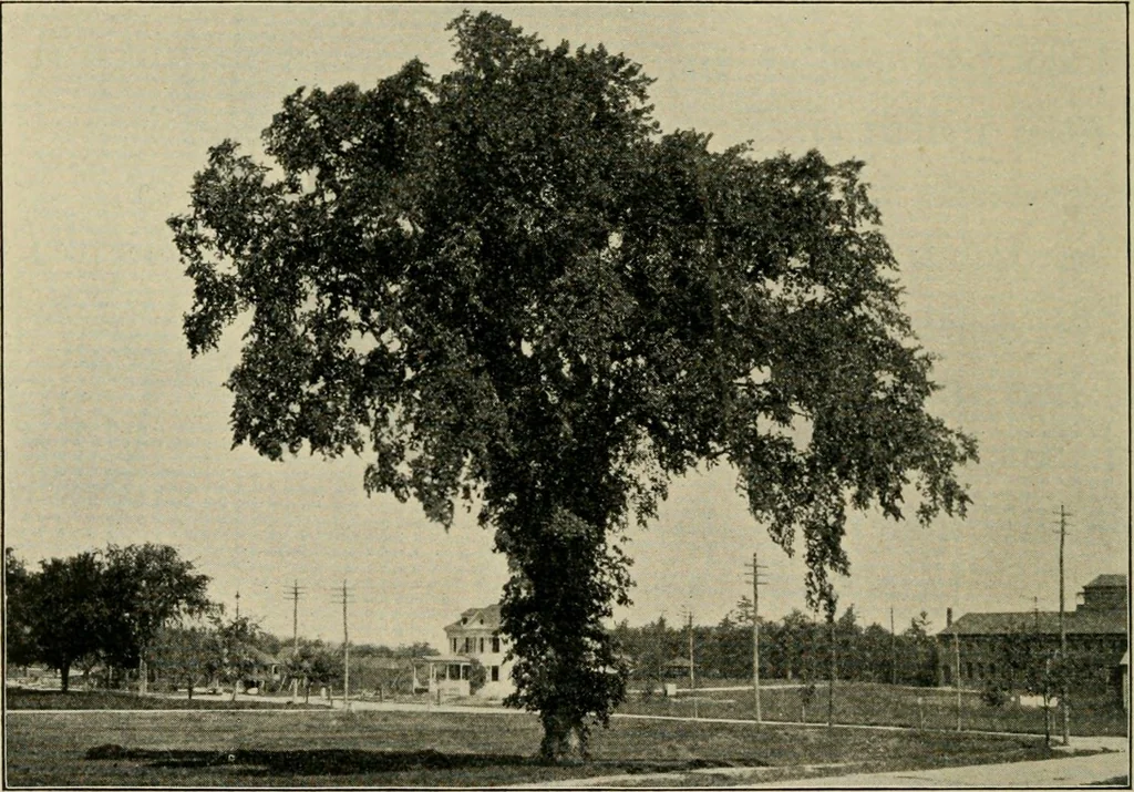 An illustration from Elementary woodworking, 1903, leaf 103
