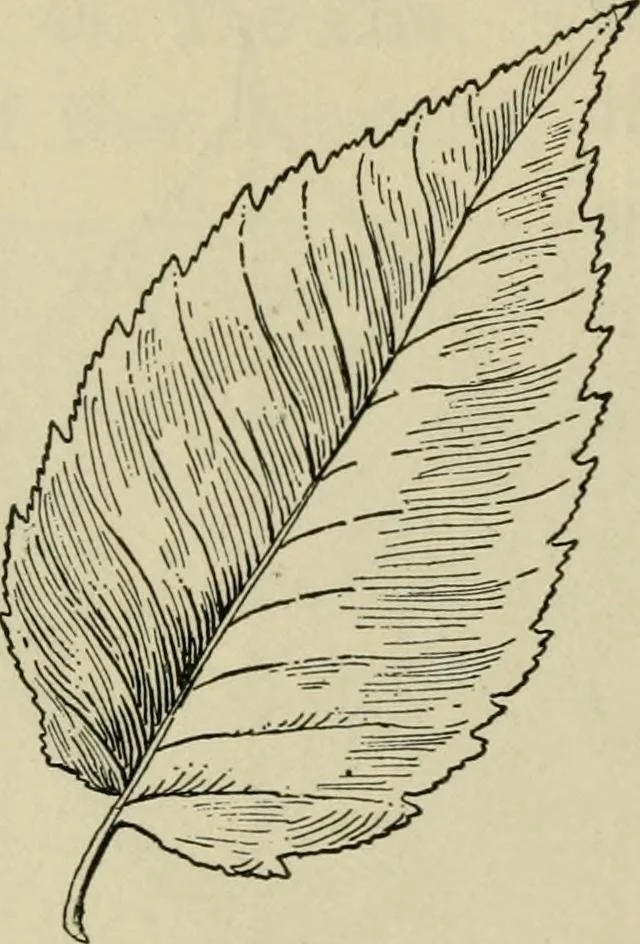 An illustration from Elementary woodworking, 1903, leaf 105