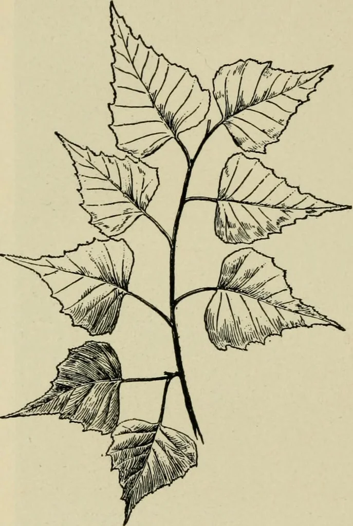 An illustration from Elementary woodworking, 1903, leaf 107