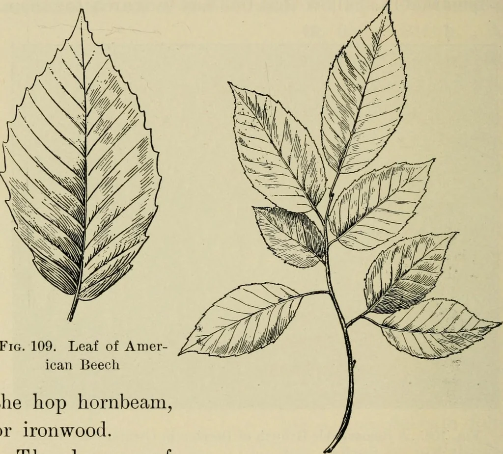An illustration from Elementary woodworking, 1903, leaf 109