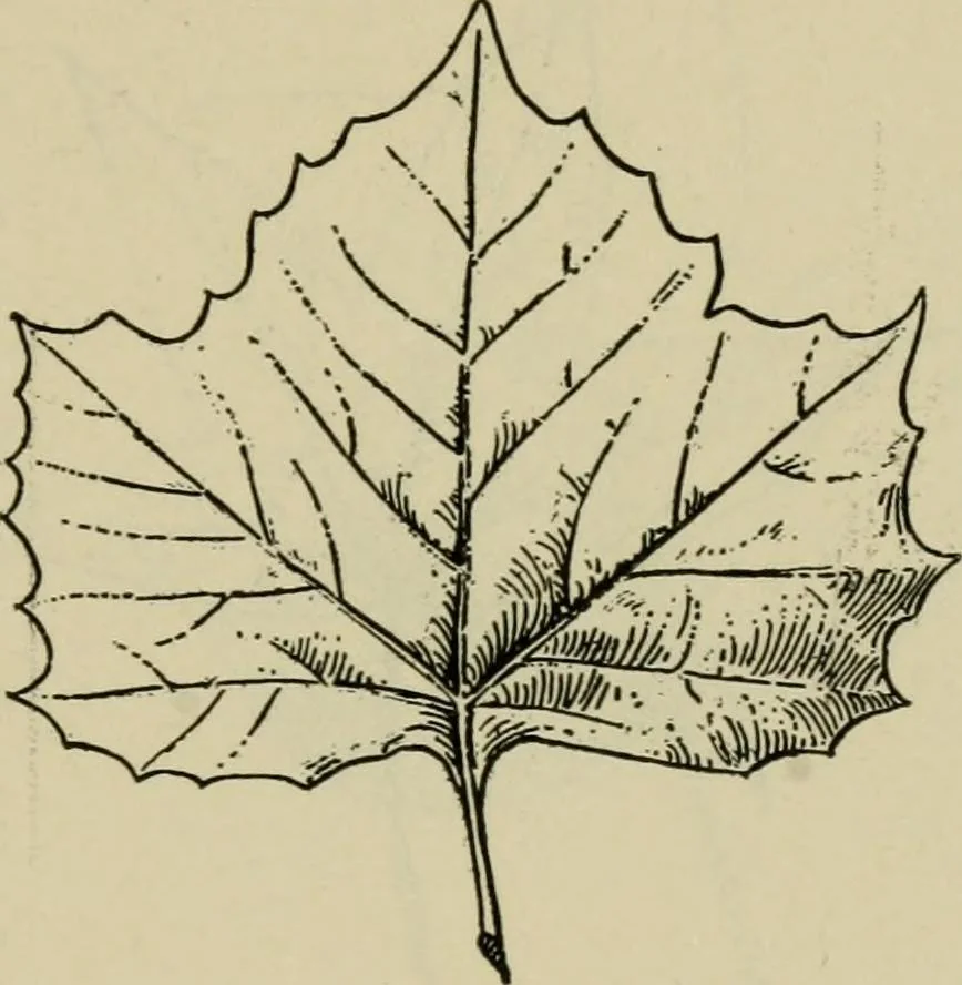 An illustration from Elementary woodworking, 1903, leaf 110