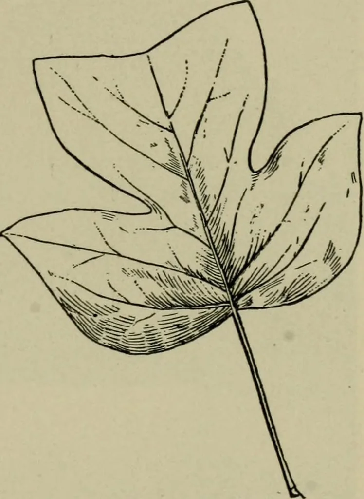 An illustration from Elementary woodworking, 1903, leaf 112