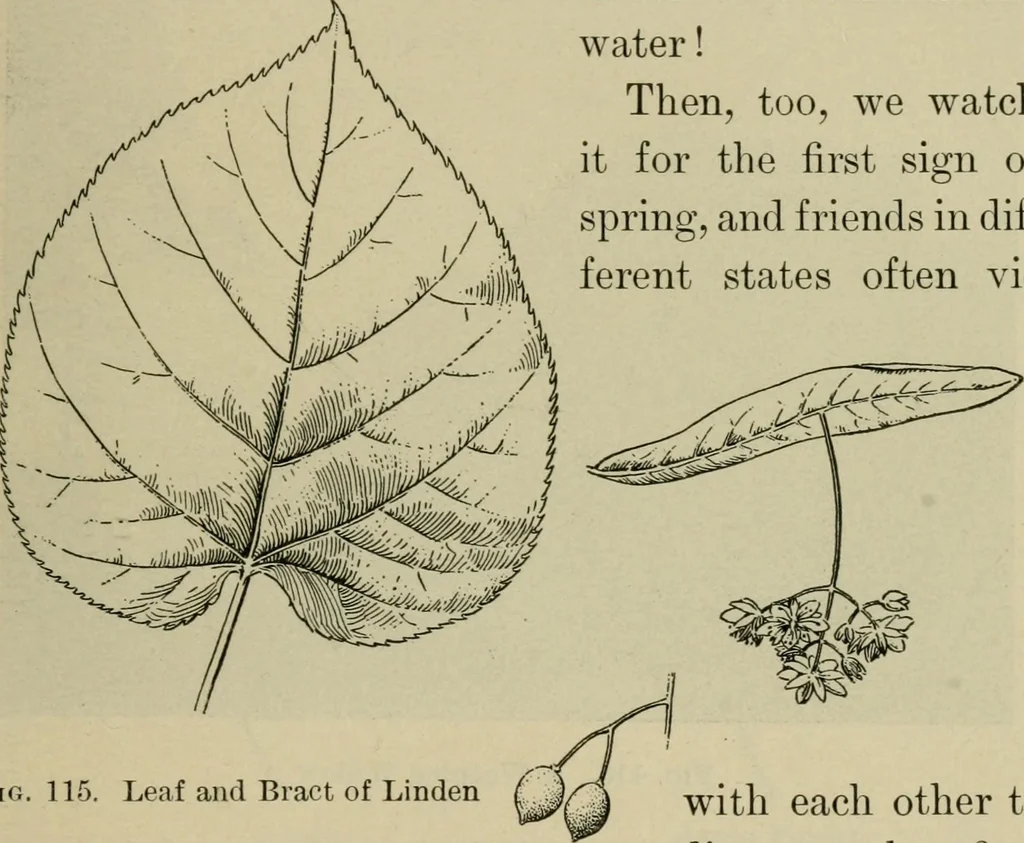 An illustration from Elementary woodworking, 1903, leaf 114