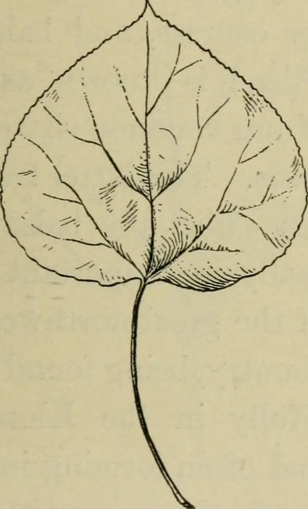 An illustration from Elementary woodworking, 1903, leaf 116