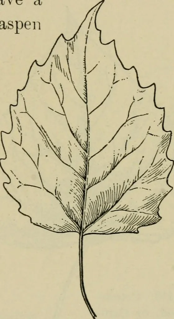 An illustration from Elementary woodworking, 1903, leaf 116