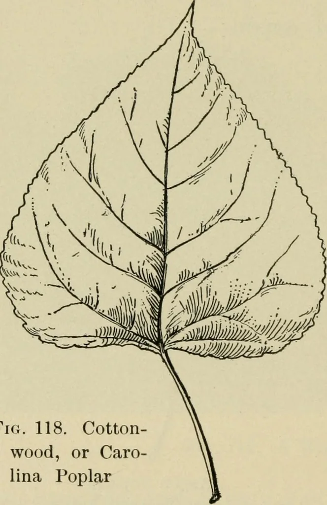 An illustration from Elementary woodworking, 1903, leaf 117