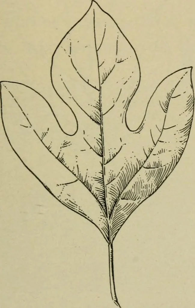 An illustration from Elementary woodworking, 1903, leaf 118