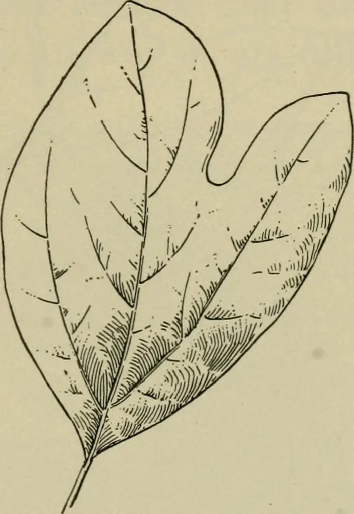 An illustration from Elementary woodworking, 1903, leaf 118
