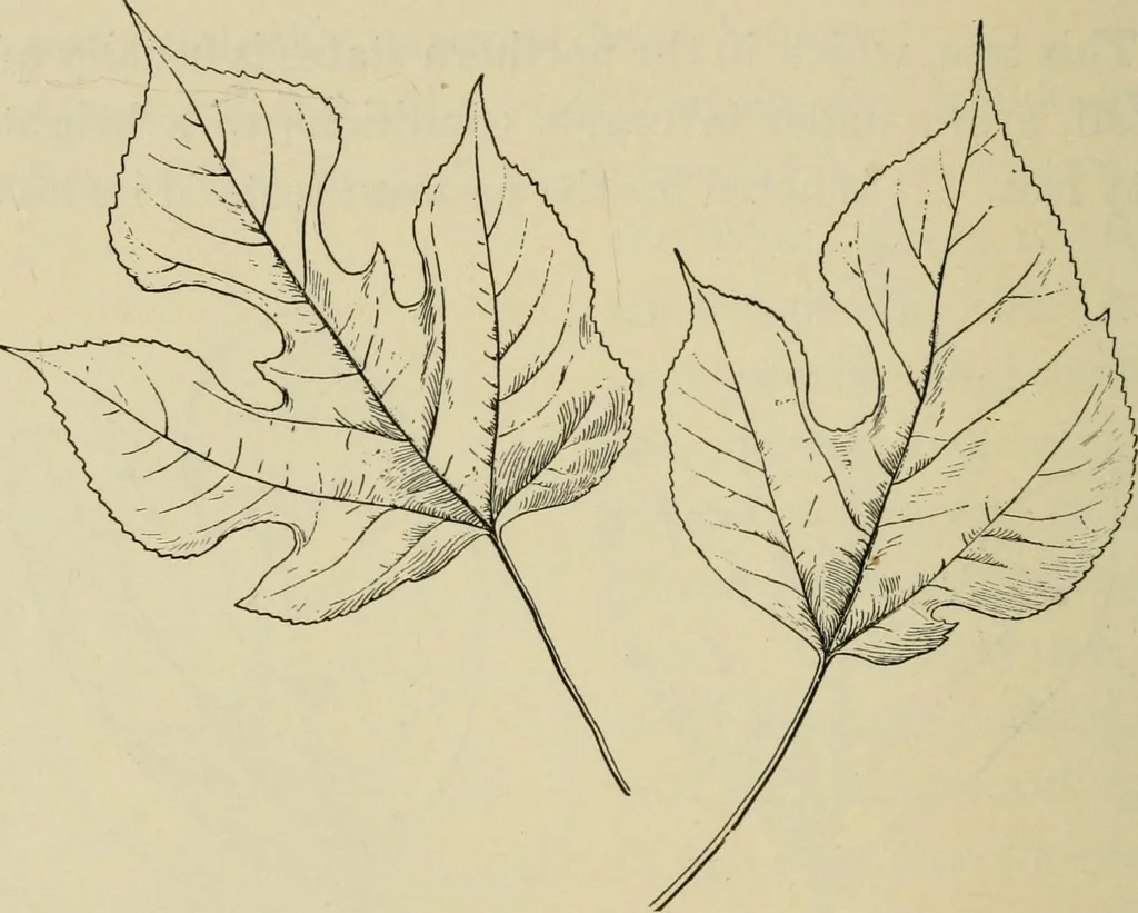 An illustration from Elementary woodworking, 1903, leaf 119