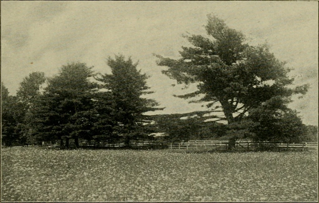 An illustration from Elementary woodworking, 1903, leaf 120
