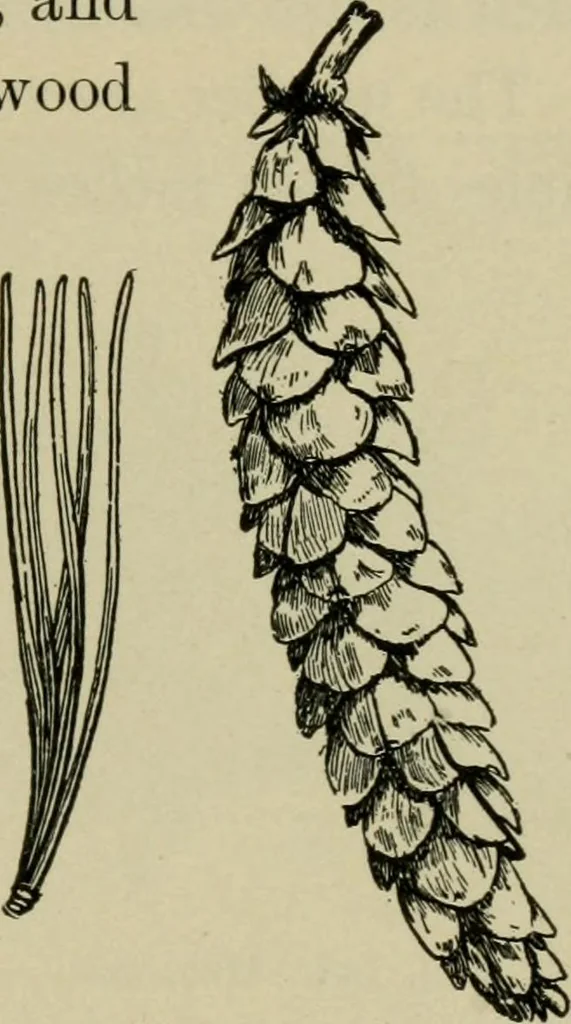 An illustration from Elementary woodworking, 1903, leaf 122