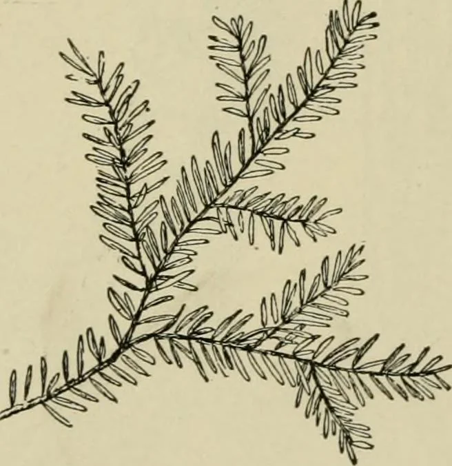An illustration from Elementary woodworking, 1903, leaf 123