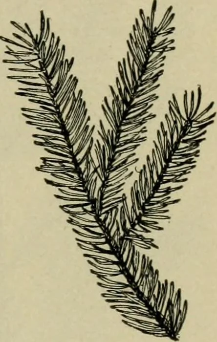 An illustration from Elementary woodworking, 1903, leaf 126