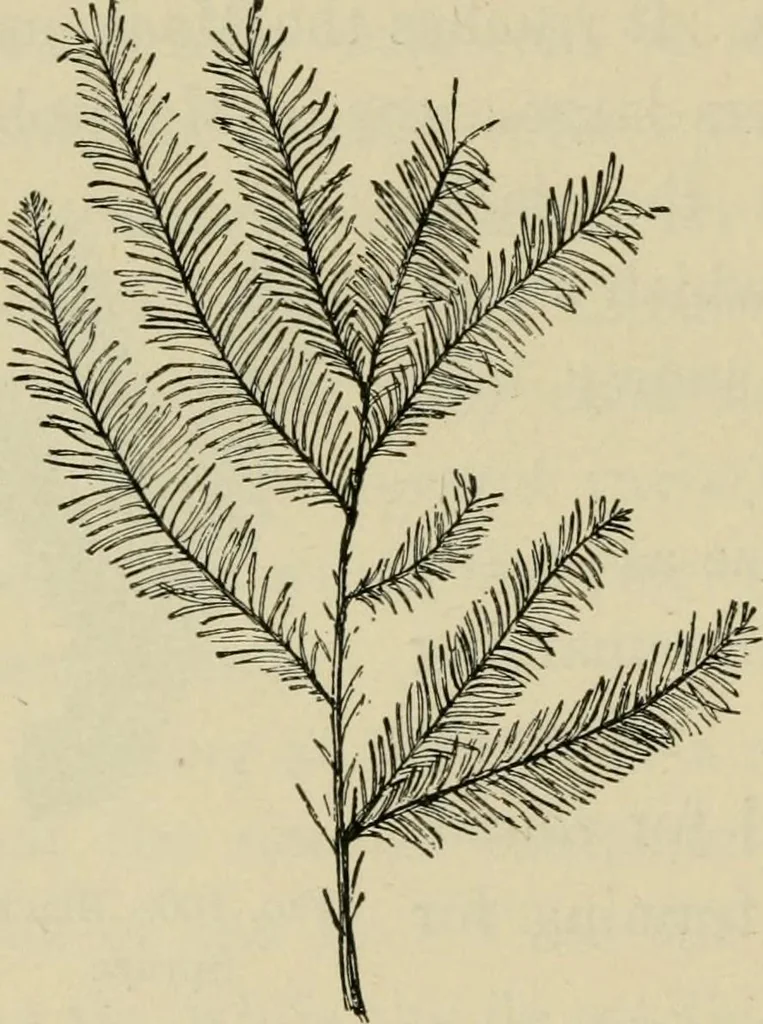An illustration from Elementary woodworking, 1903, leaf 127