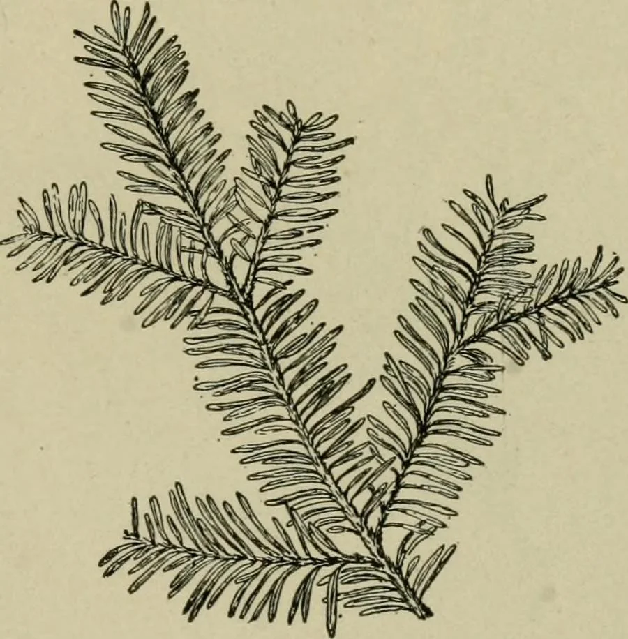 An illustration from Elementary woodworking, 1903, leaf 128