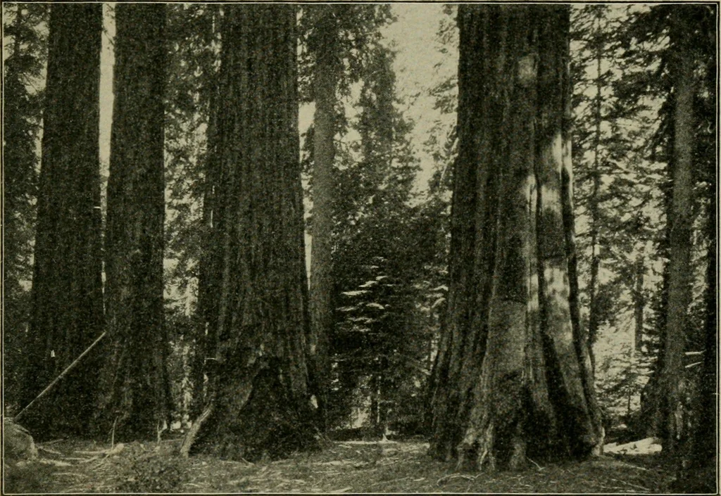 An illustration from Elementary woodworking, 1903, leaf 132