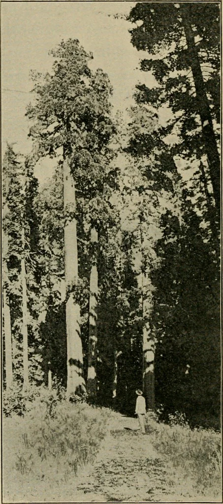 An illustration from Elementary woodworking, 1903, leaf 133