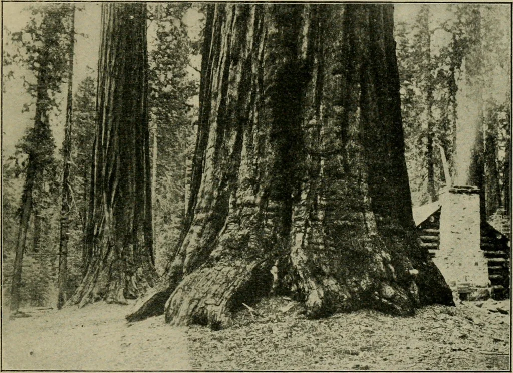 An illustration from Elementary woodworking, 1903, leaf 134