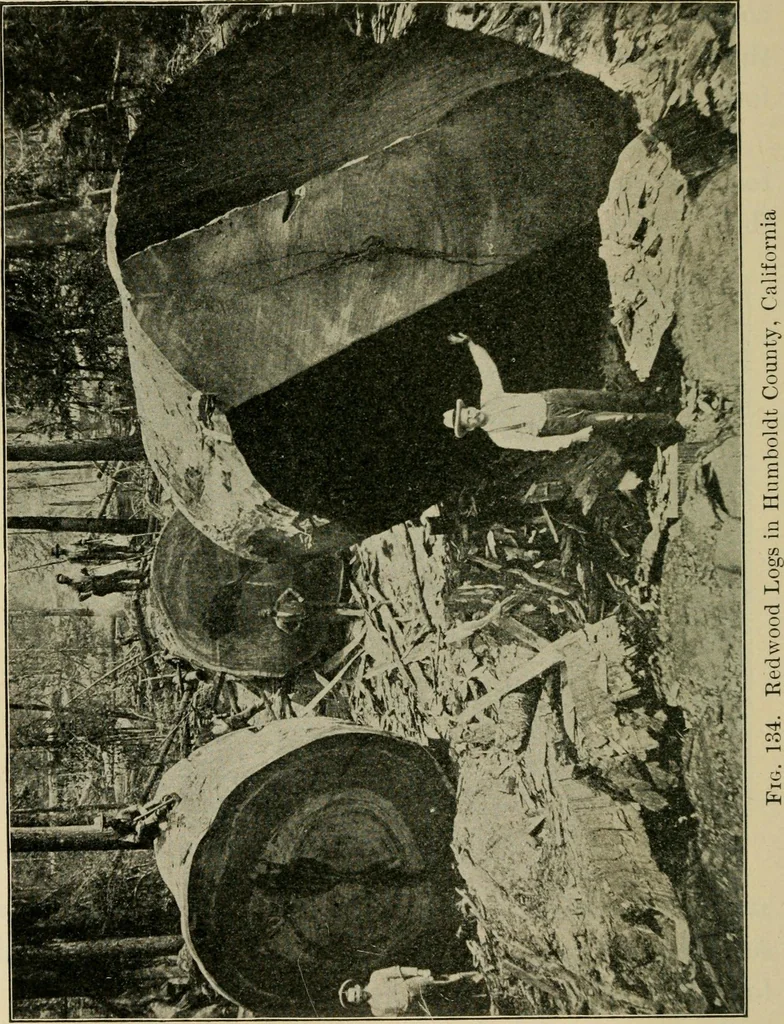 An illustration from Elementary woodworking, 1903, leaf 135
