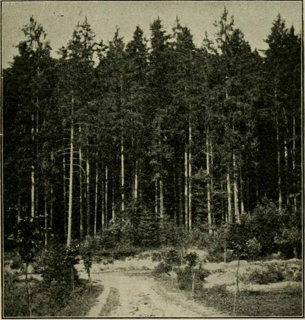 An illustration from Elementary woodworking, 1903, leaf 60