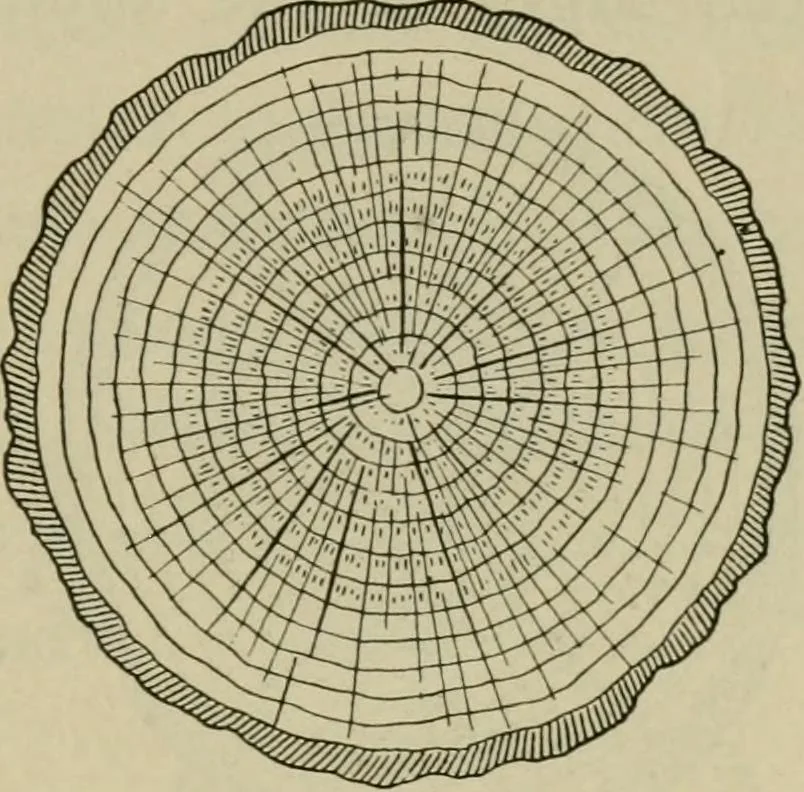An illustration from Elementary woodworking, 1903, leaf 68