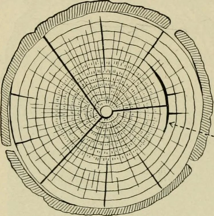An illustration from Elementary woodworking, 1903, leaf 69