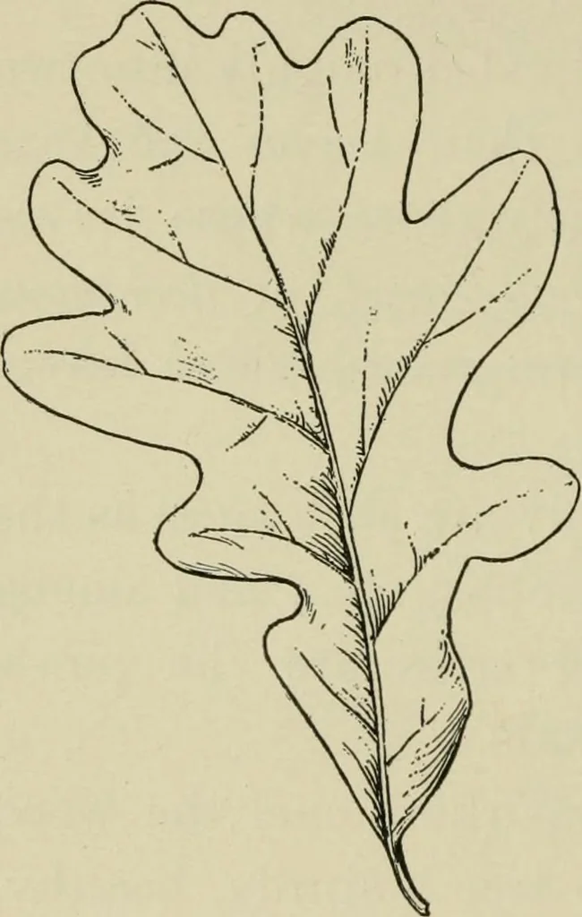 An illustration from Elementary woodworking, 1903, leaf 75