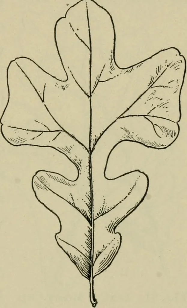 An illustration from Elementary woodworking, 1903, leaf 76