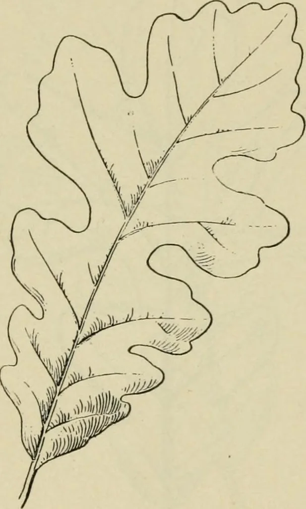 An illustration from Elementary woodworking, 1903, leaf 77