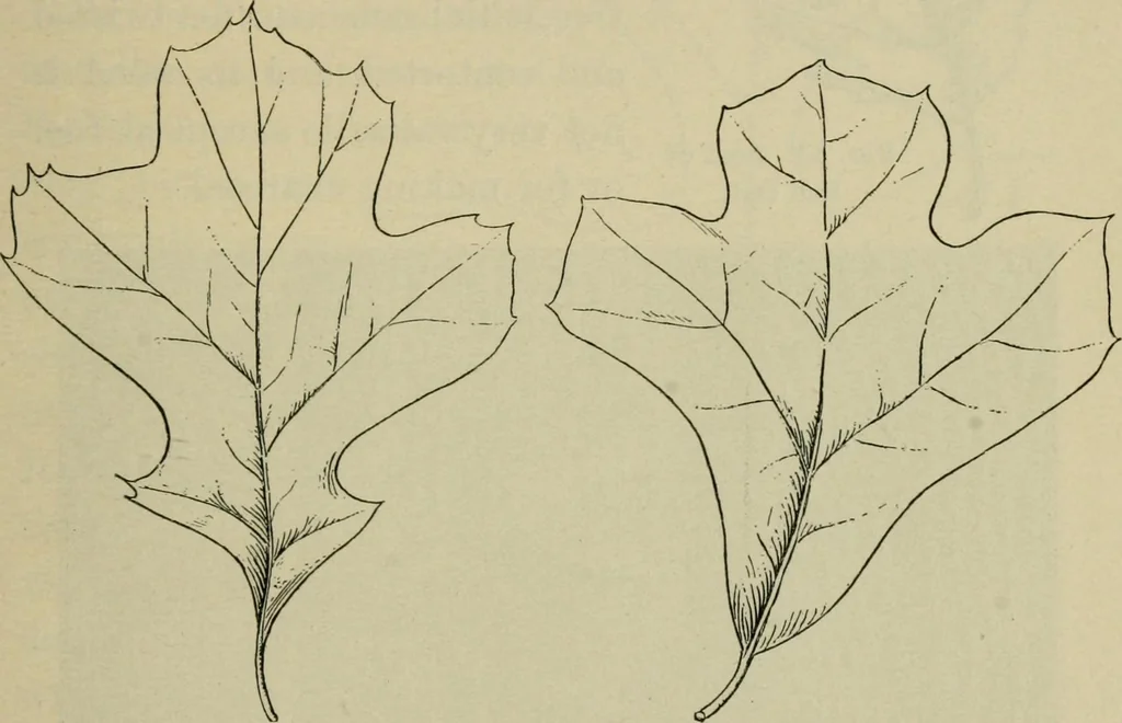 An illustration from Elementary woodworking, 1903, leaf 78