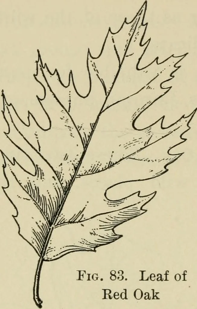 An illustration from Elementary woodworking, 1903, leaf 79