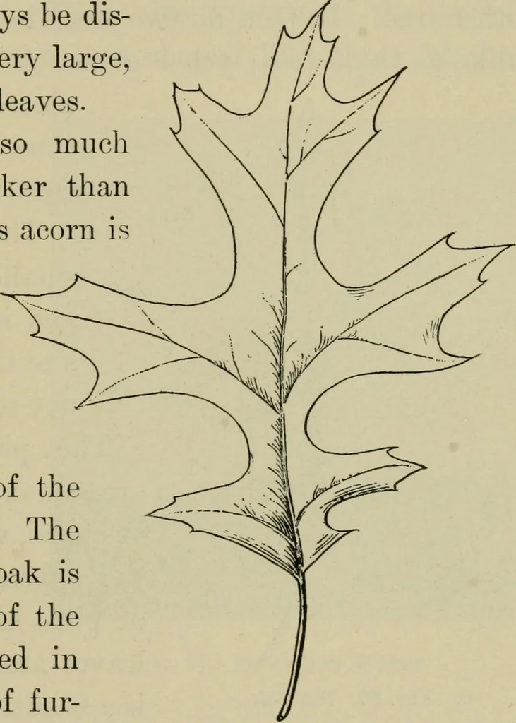 An illustration from Elementary woodworking, 1903, leaf 80