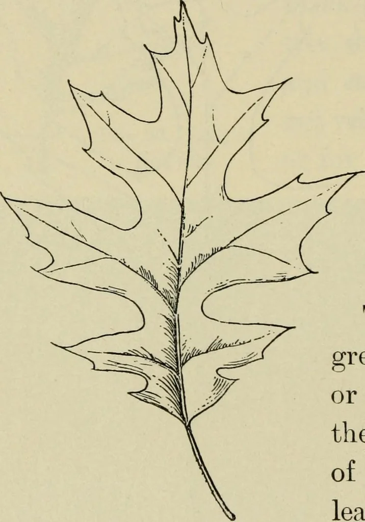 An illustration from Elementary woodworking, 1903, leaf 81
