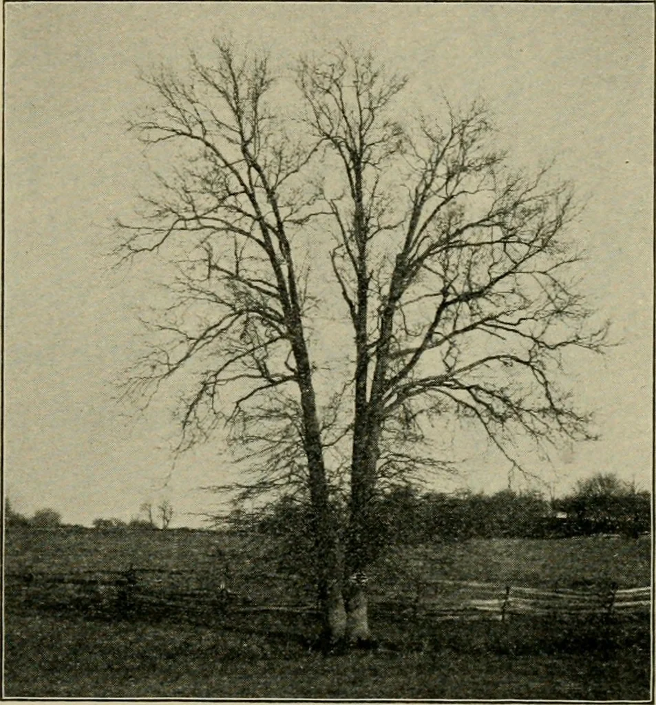 An illustration from Elementary woodworking, 1903, leaf 82