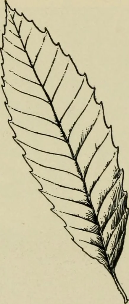 An illustration from Elementary woodworking, 1903, leaf 83
