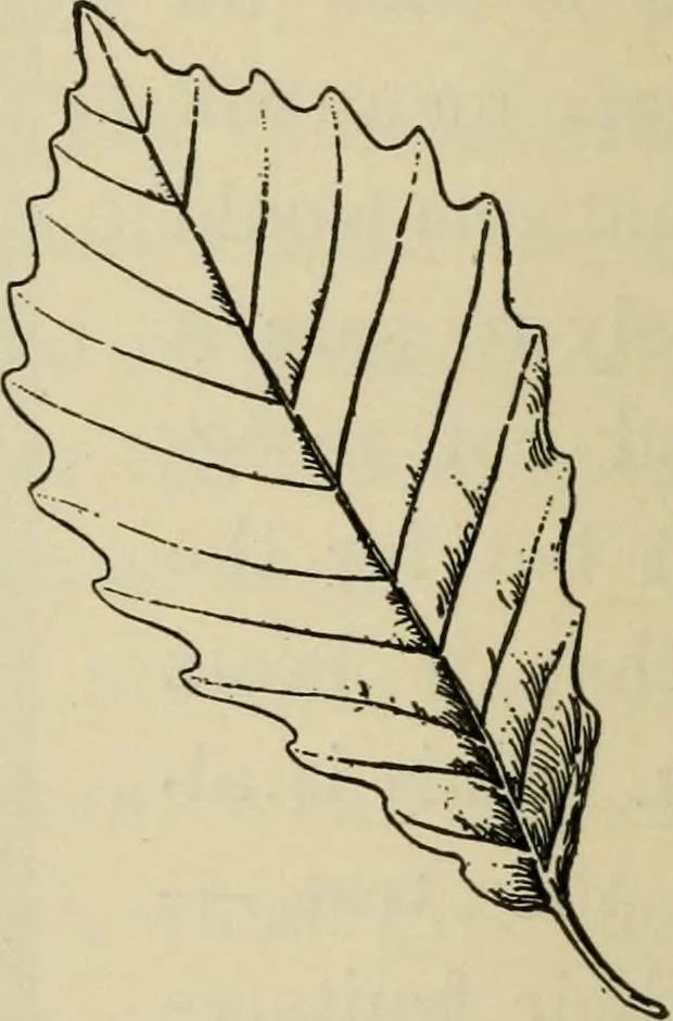 An illustration from Elementary woodworking, 1903, leaf 83