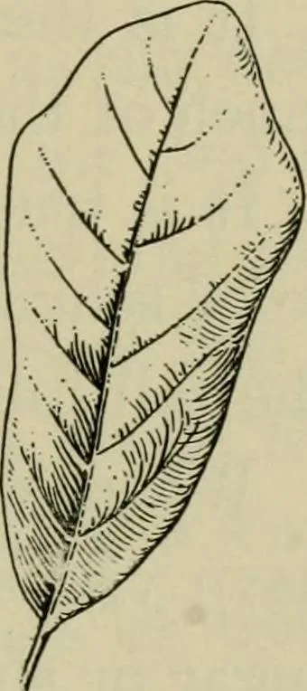 An illustration from Elementary woodworking, 1903, leaf 84