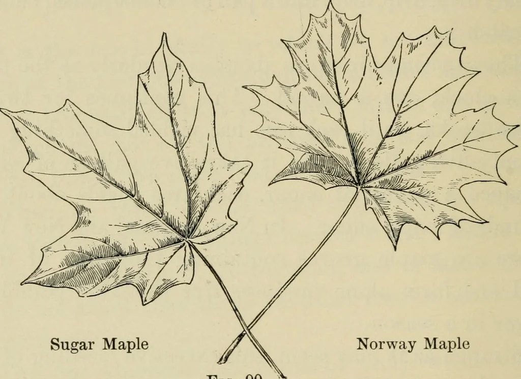 An illustration from Elementary woodworking, 1903, leaf 87