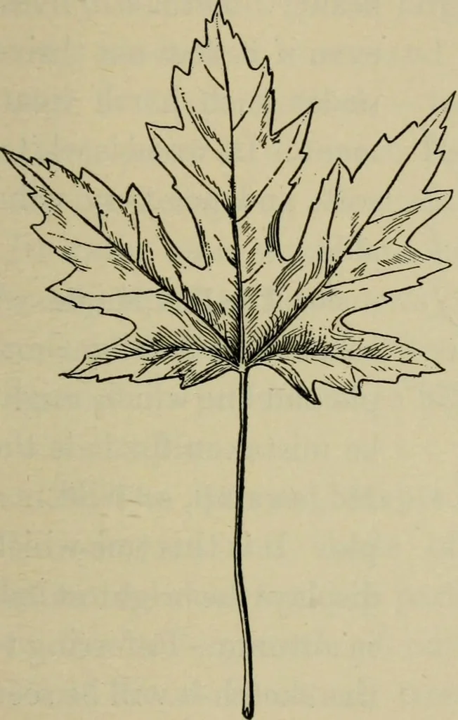 An illustration from Elementary woodworking, 1903, leaf 88