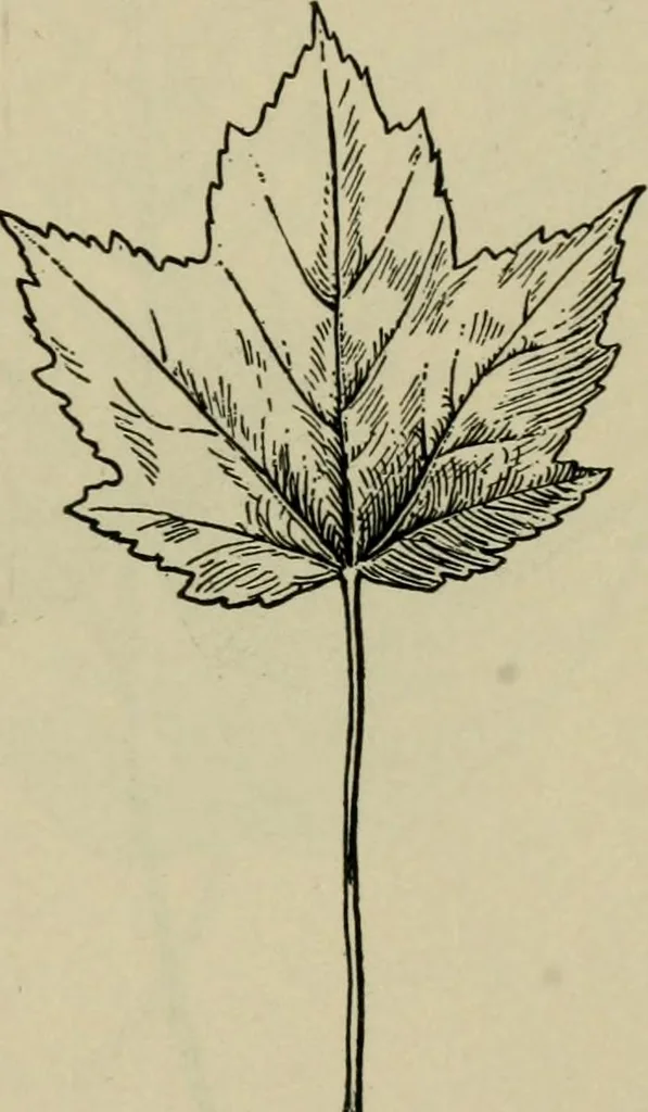 An illustration from Elementary woodworking, 1903, leaf 88