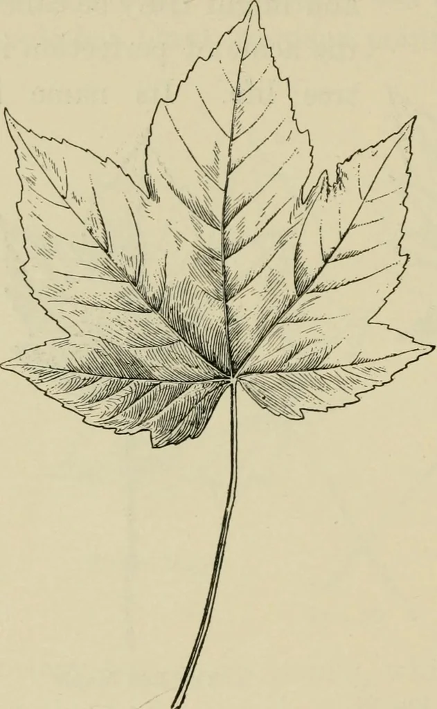 An illustration from Elementary woodworking, 1903, leaf 89