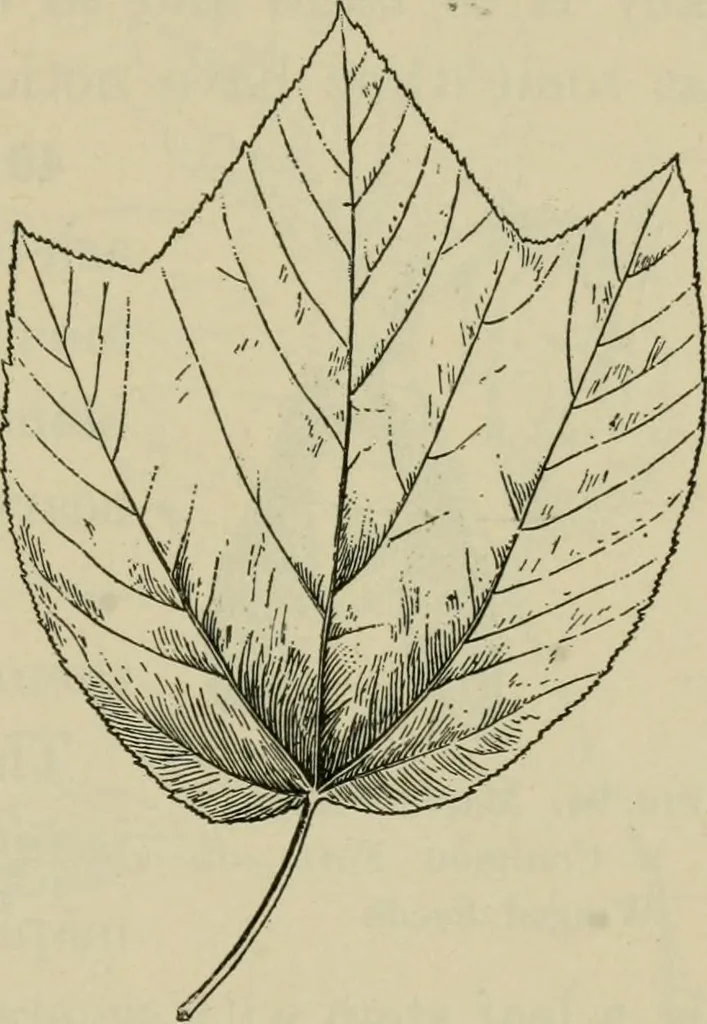 An illustration from Elementary woodworking, 1903, leaf 90