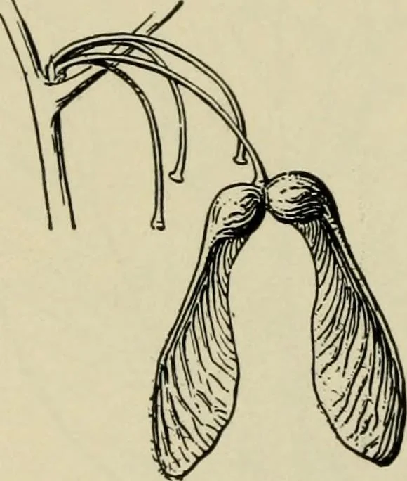 An illustration from Elementary woodworking, 1903, leaf 91