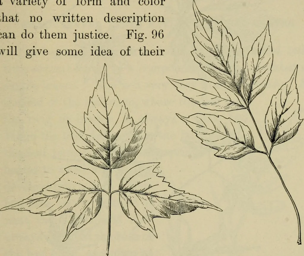 An illustration from Elementary woodworking, 1903, leaf 92