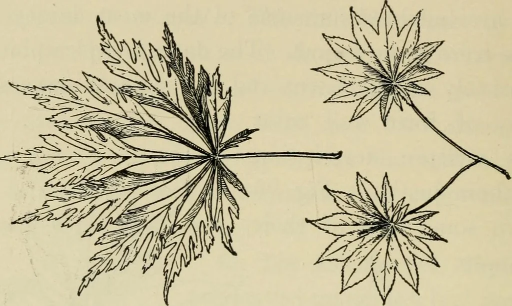 An illustration from Elementary woodworking, 1903, leaf 93