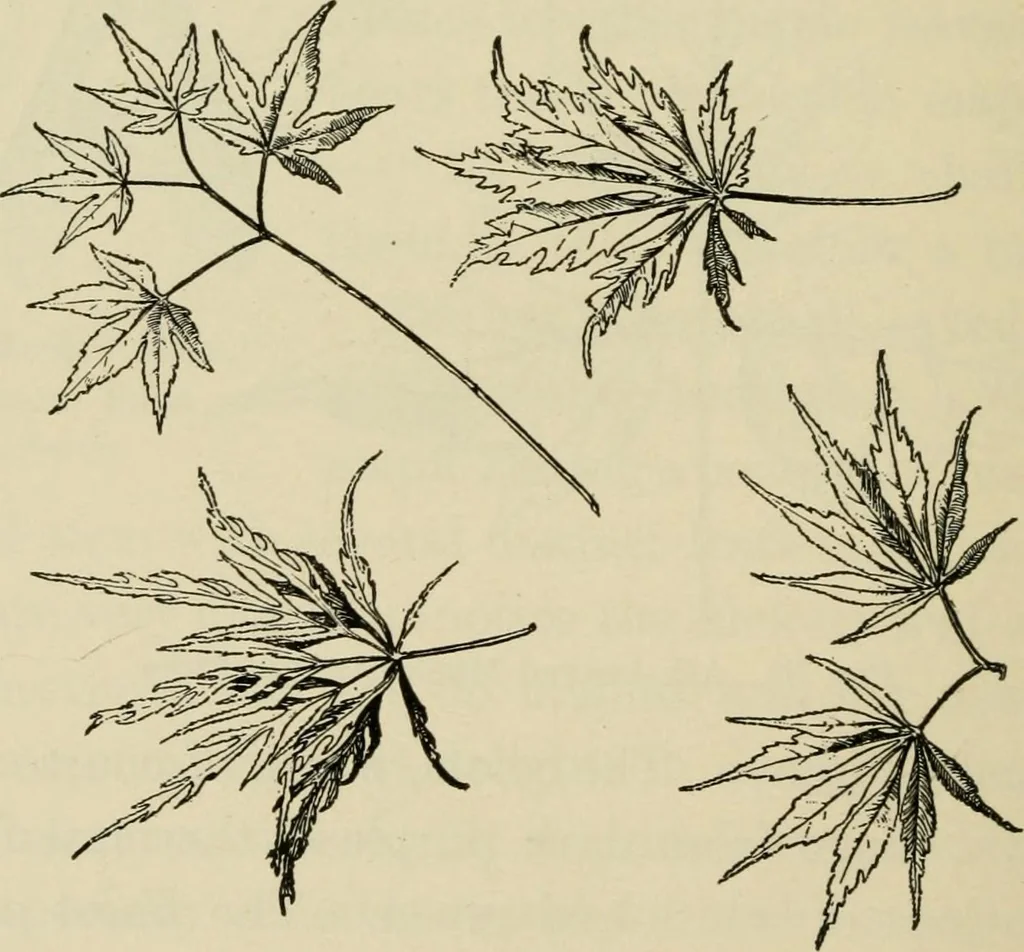 An illustration from Elementary woodworking, 1903, leaf 93