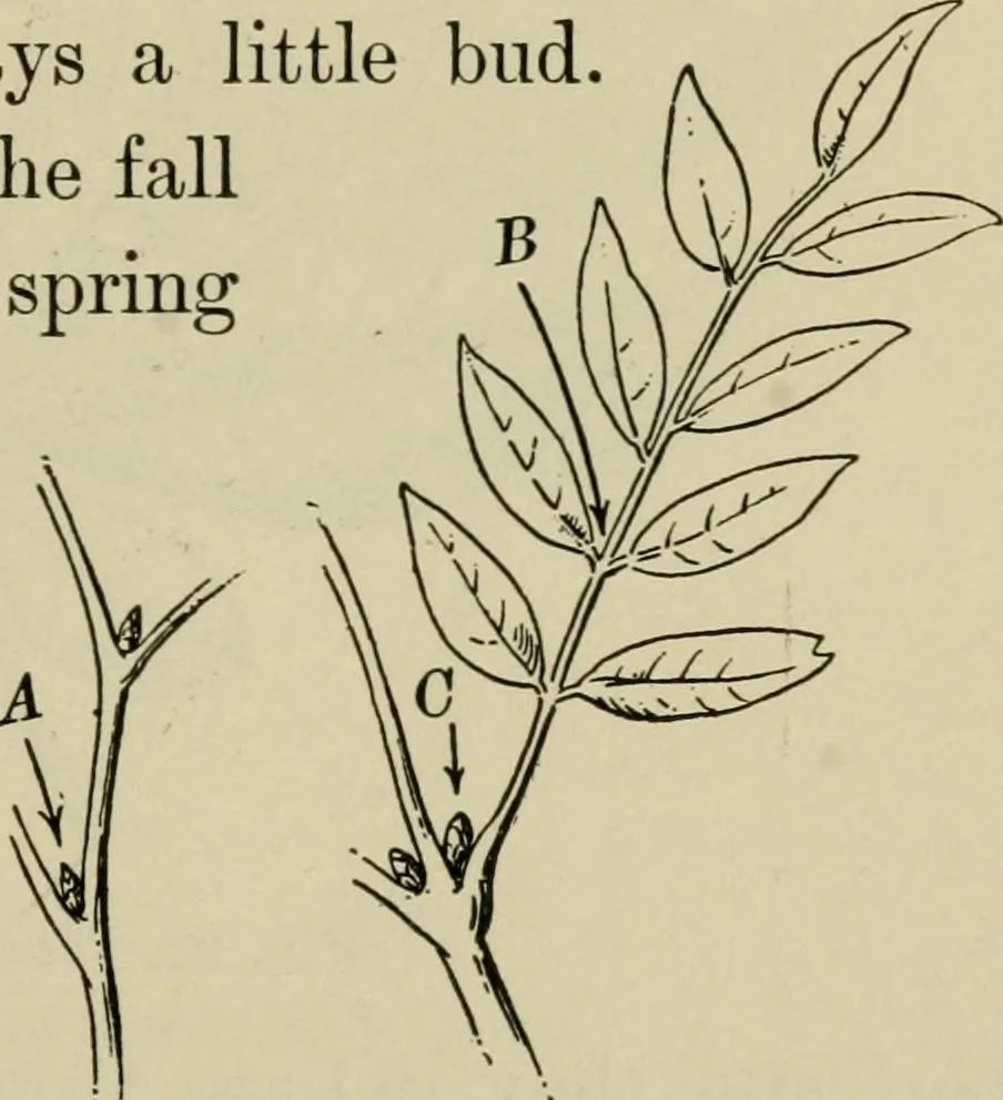 An illustration from Elementary woodworking, 1903, leaf 94